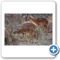 Nyala