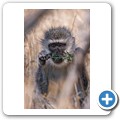 gr&uuml;ne Meerkatze