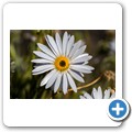 Blumen am Stra&szlig;enrand