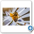 Biene