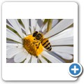 Biene