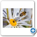 Biene