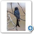 Trauerdrongo