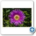 Blumen im Garten