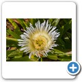 Blumen im Garten