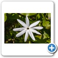 Blumen im Garten