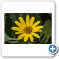 Blumen im Garten