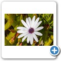 Blumen im Garten