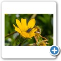 Blumen im Garten