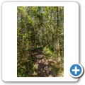 Seven Passes Road - Wanderung zum "Big Tree"
