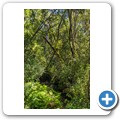 Seven Passes Road - Wanderung zum "Big Tree"