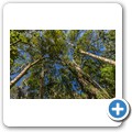 Seven Passes Road - Wanderung zum "Big Tree"
