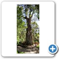 Seven Passes Road - Wanderung zum "Big Tree"