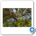 Seven Passes Road - Wanderung zum "Big Tree"