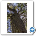 Seven Passes Road - Wanderung zum "Big Tree"