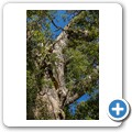 Seven Passes Road - Wanderung zum "Big Tree"