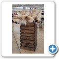 Oudtshoorn - Cape Karoo Ostrich Emporium