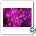 Blumen am Stra&szlig;enrand