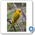 Webervogel

