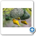 Webervogel

