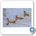 Ente