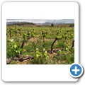 Tanagra Wine Farm - Hill Cottage