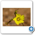 Tanagra Wine Farm - Blumen