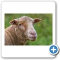 Schaf
