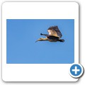 Hagedasch (Ibis)