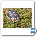 Pearly Beach - Bugspriet Schildkr&ouml;te