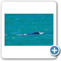 Pearly Beach - Southern Right Whale