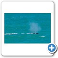 Pearly Beach - Southern Right Whale