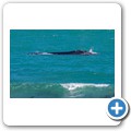 Pearly Beach - Southern Right Whale