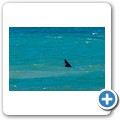 Pearly Beach - Southern Right Whale