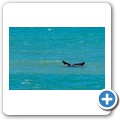 Pearly Beach - Southern Right Whale