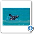 Pearly Beach - Southern Right Whale