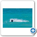 Pearly Beach - Southern Right Whale