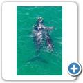 Stanford - Whale Watching Flight - Southern Right Whale