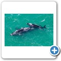 Stanford - Whale Watching Flight - Southern Right Whale
