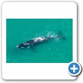Stanford - Whale Watching Flight - Southern Right Whale