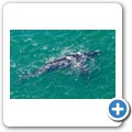 Stanford - Whale Watching Flight - Southern Right Whale
