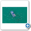Stanford - Whale Watching Flight - Cage Diving Boote