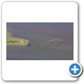 Stanford - Whale Watching Flight - Flamingos