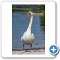 H&ouml;ckerschwan
