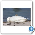 H&ouml;ckerschwan