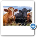 Farmtiere