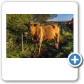 Farmtiere