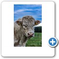 Farmtiere