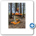 The Fairy Woods at Fedderate