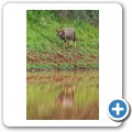 Nyala Antilope